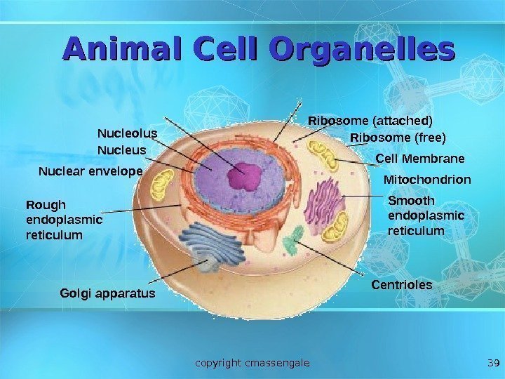 39 Animal Cell Organelles Nucleolus Nuclear envelope Ribosome (attached) Ribosome (free) Cell Membrane Rough