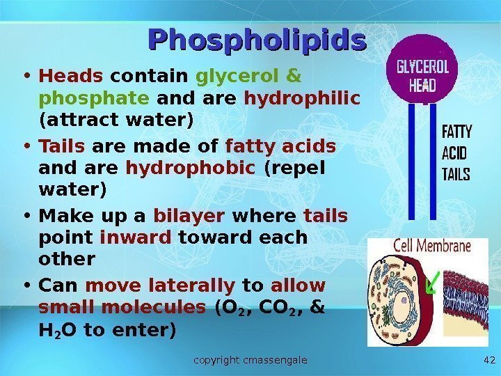 42 Phospholipids • Heads contain glycerol & phosphate and are hydrophilic (attract water) •