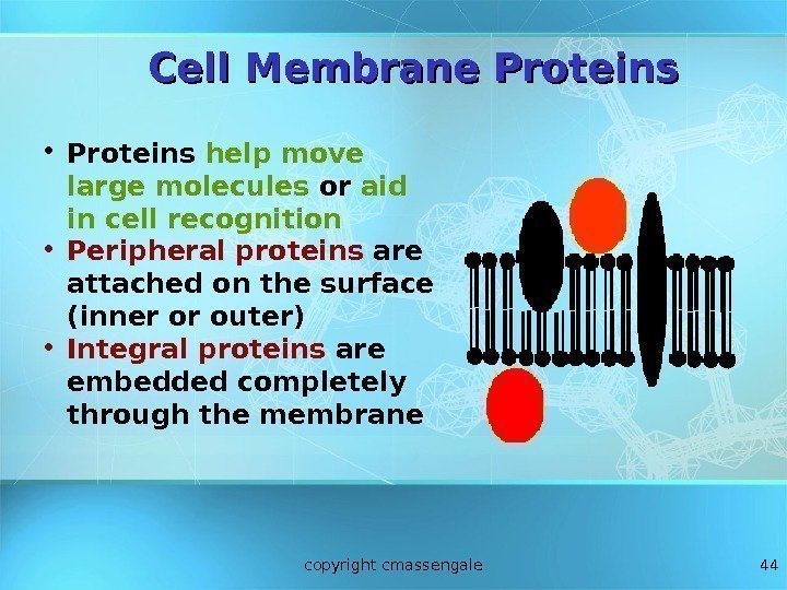 44 Cell Membrane Proteins  • Proteins help move large molecules or aid in