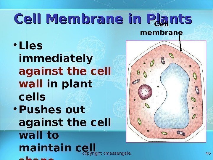 46 • Lies immediately against the cell wall in plant cells • Pushes out