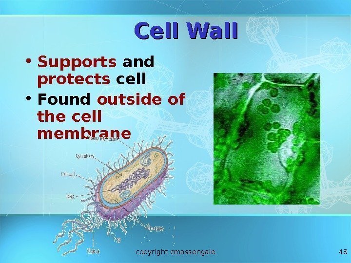 48 Cell Wall • Supports and protects cell • Found outside of the cell
