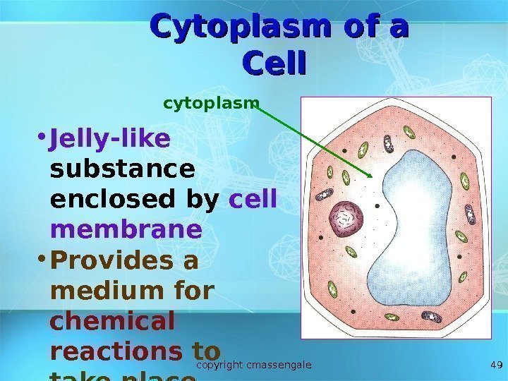 49 • Jelly-like substance enclosed  by cell membrane • Provides a medium for