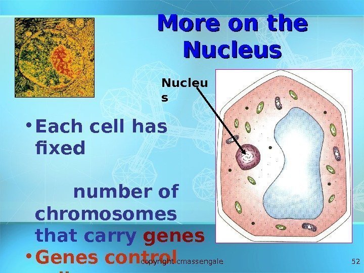 52 • Each cell has fixed     number of chromosomes that