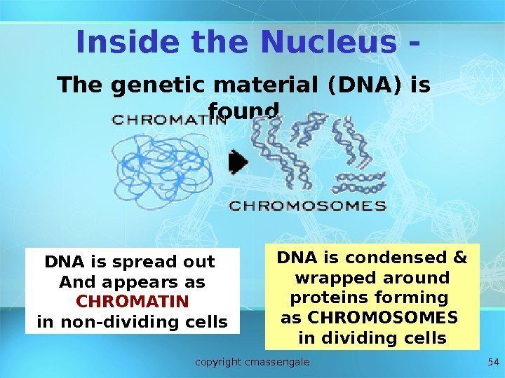 54 Inside the Nucleus - The genetic material (DNA) is found DNA is spread