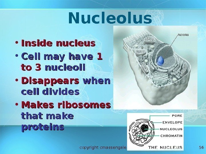 56 Nucleolus • Inside nucleus • Cell may have 1 1 to 3 nucleoli