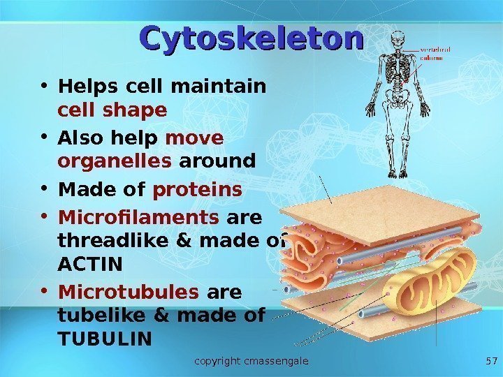 57 Cytoskeleton • Helps cell maintain cell shape • Also help move organelles around