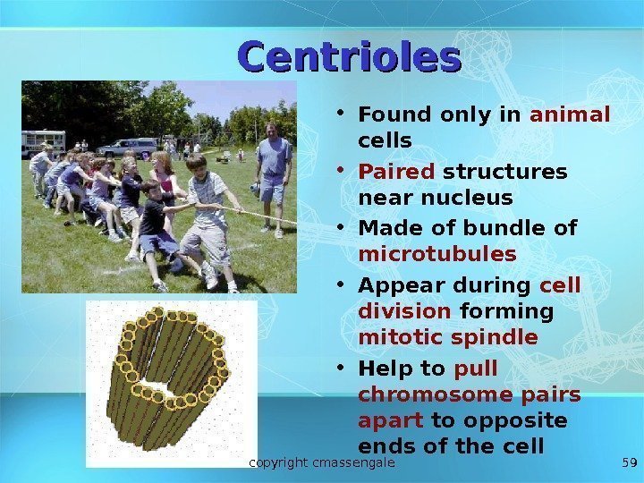 59 Centrioles • Found only in animal cells • Paired structures near nucleus •