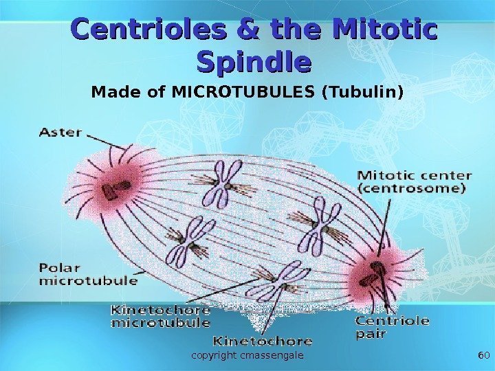 60 Centrioles & the Mitotic Spindle Made of MICROTUBULES (Tubulin) copyright cmassengale 