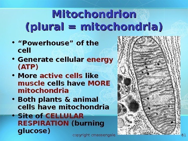 61 Mitochondrion (plural = mitochondria) • “ Powerhouse” of the cell • Generate cellular