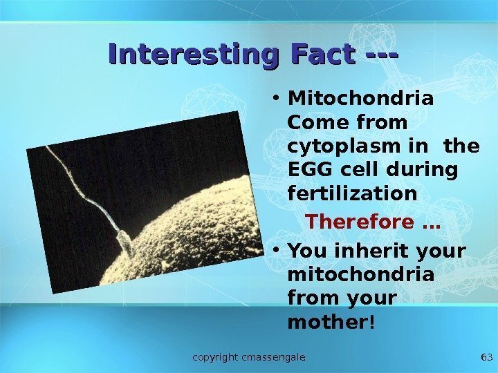 63 Interesting Fact --- • Mitochondria Come from cytoplasm in the EGG cell during