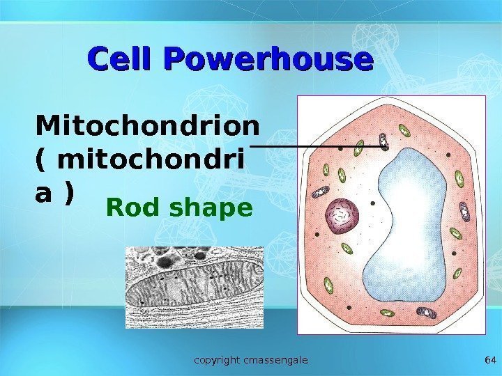 64 Rod shape. Cell Powerhouse Mitochondrion ( mitochondri a ) copyright cmassengale 