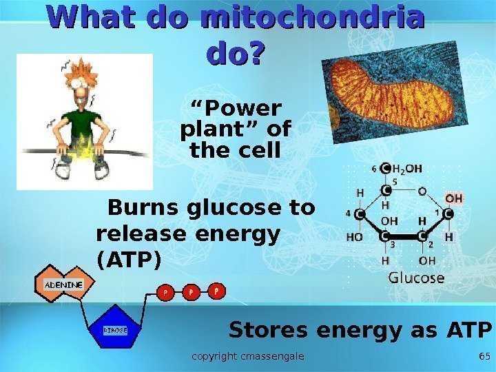 65 What do mitochondria do? Burns glucose to release energy (ATP) Stores energy as