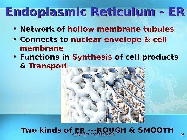 66 Endoplasmic Reticulum - ER Two kinds of ER ---ROUGH & SMOOTH • Network