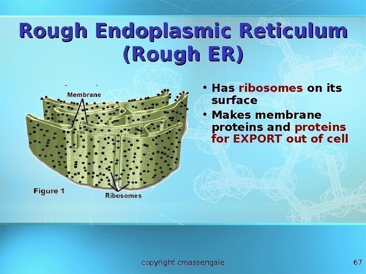 67 Rough Endoplasmic Reticulum (Rough ER) • Has ribosomes on its surface  •