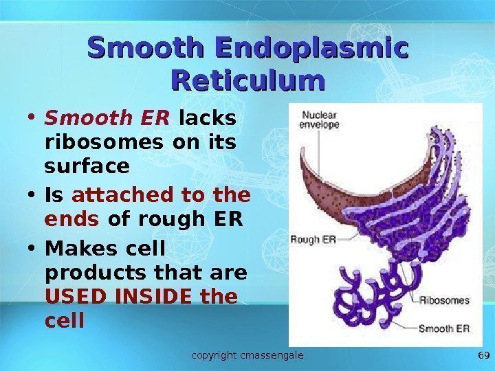 69 Smooth Endoplasmic Reticulum • Smooth ER  lacks ribosomes on its surface •