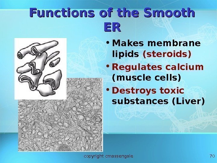 70 Functions of the Smooth ERER • Makes membrane lipids (steroids) • Regulates calcium