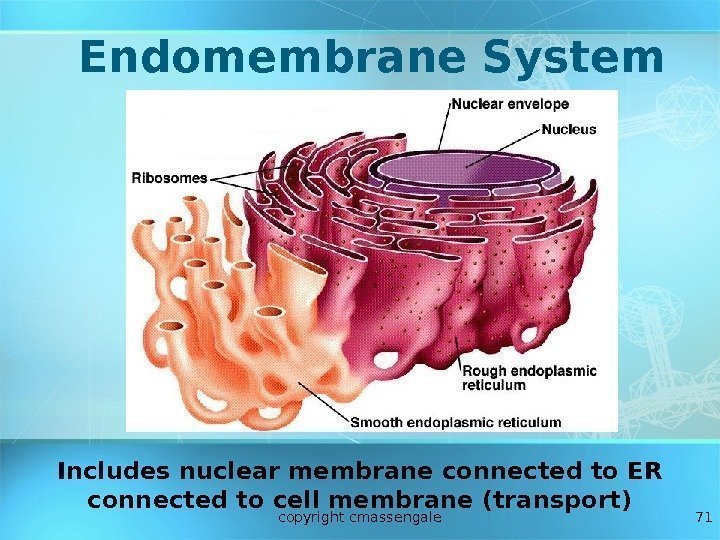 71 Endomembrane System Includes nuclear membrane connected to ER connected to cell membrane (transport)