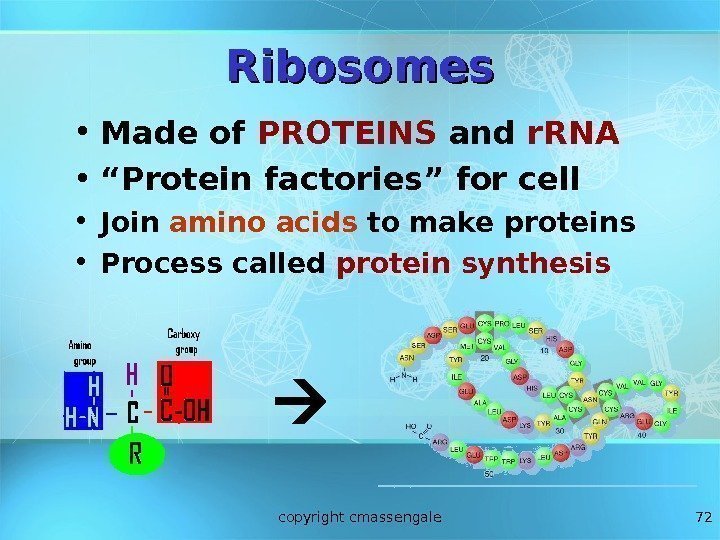 72 Ribosomes • Made of PROTEINS and r. RNA • “ Protein factories” for