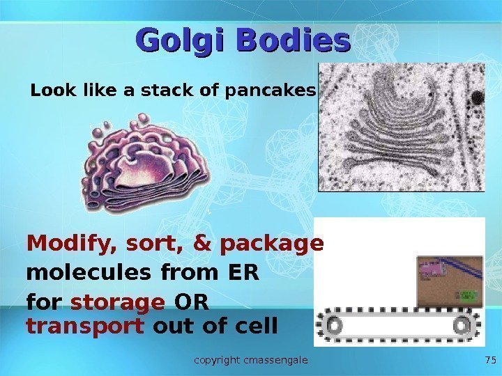 75 Golgi Bodies Look like a stack of pancakes Modify, sort, & package molecules