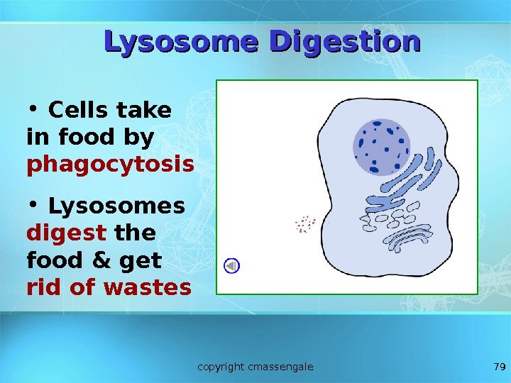 79 Lysosome Digestion •  Cells take in food by phagocytosis •  Lysosomes