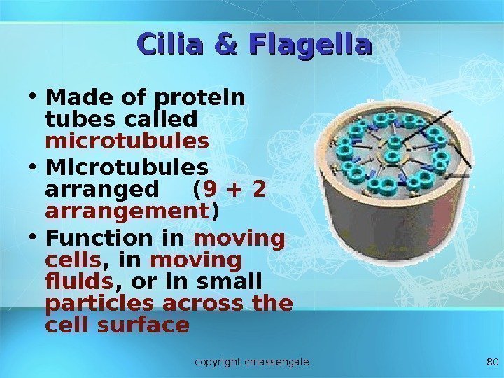 80 Cilia & Flagella • Made of protein tubes called microtubules  • Microtubules