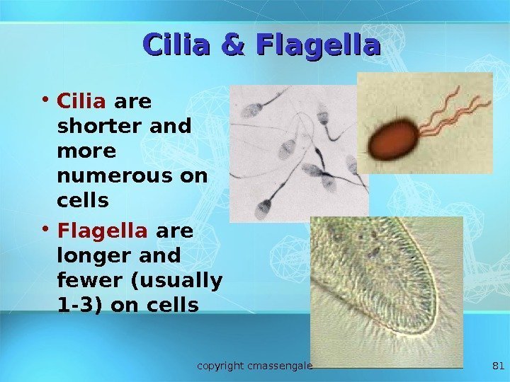 81 Cilia & Flagella • Cilia are shorter and more numerous on cells •