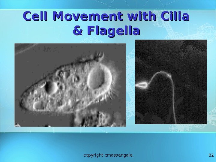 82 Cell Movement with Cilia & Flagella copyright cmassengale 