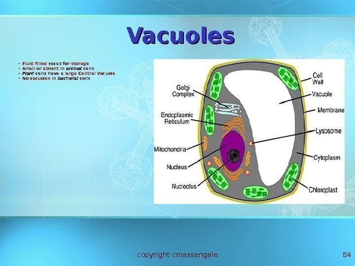 84 Vacuoles • Fluid filled sacks for storage • Small or absent in animal
