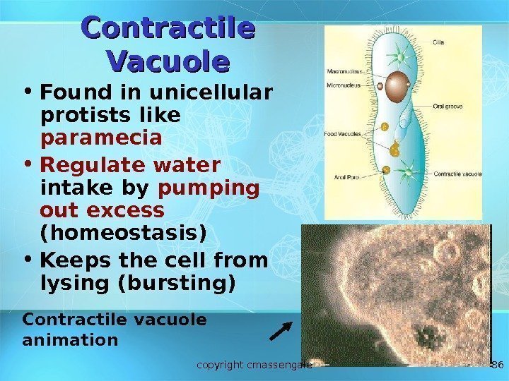 86 Contractile Vacuole • Found in unicellular protists like paramecia • Regulate water 