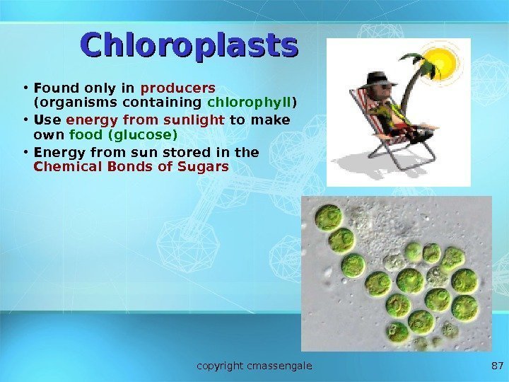 87 Chloroplasts • Found only in producers  (organisms containing chlorophyll ) • Use