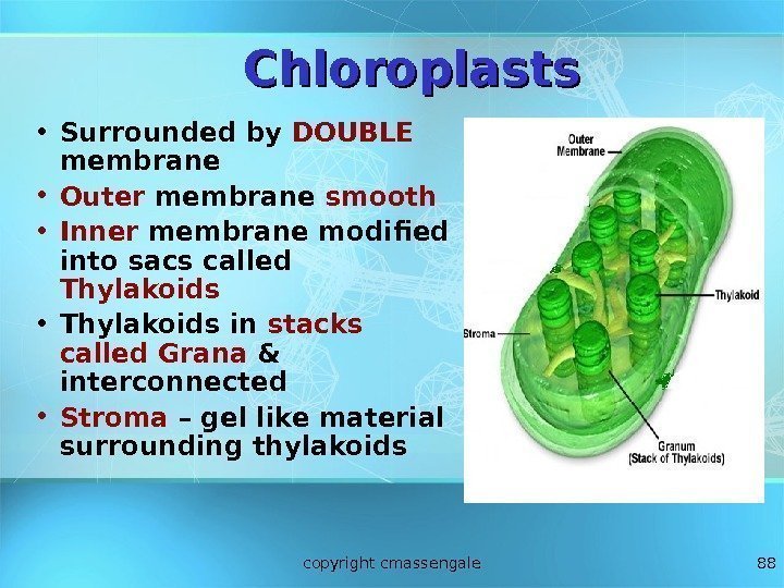 88 Chloroplasts • Surrounded by DOUBLE  membrane • Outer membrane smooth • Inner