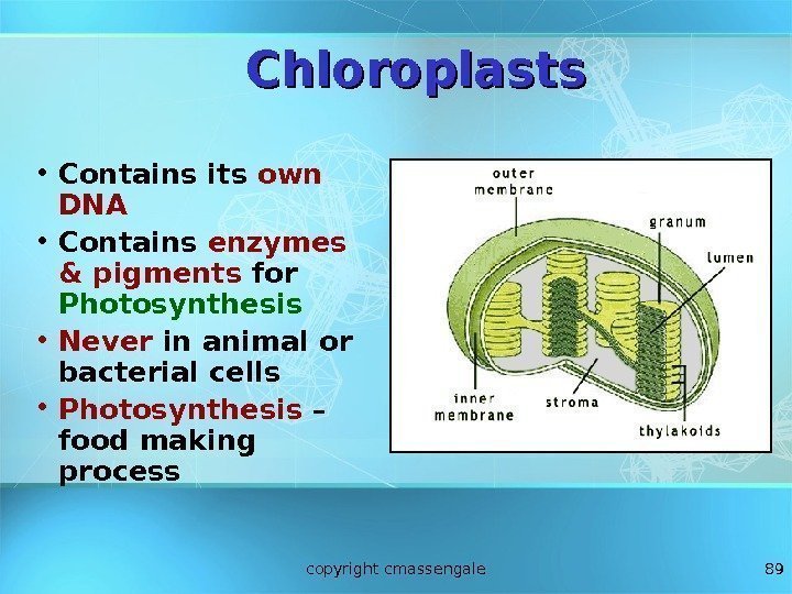 89 Chloroplasts • Contains its own DNA • Contains enzymes & pigments for Photosynthesis