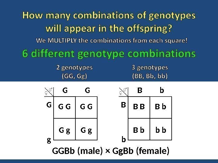 GGBb (male) × Gg. Bb (female) G   G G   