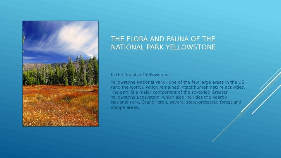 THE FLORA AND FAUNA OF THE NATIONAL PARK YELLOWSTONE In the forests of Yellowstone