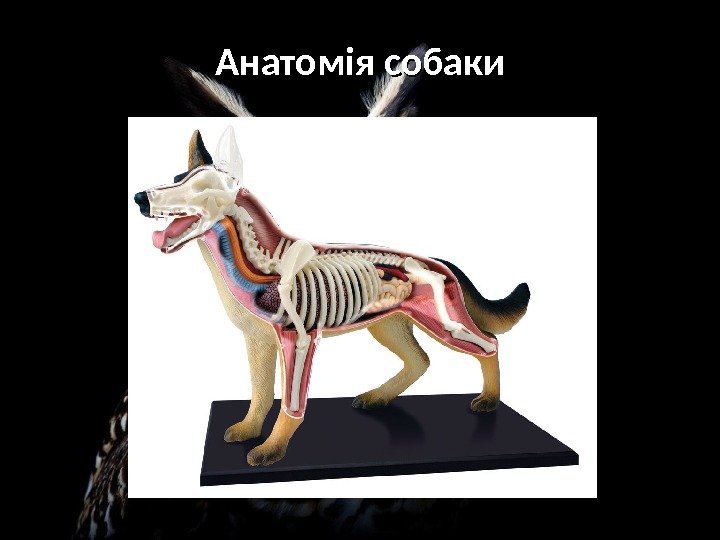 Анатомія собаки 