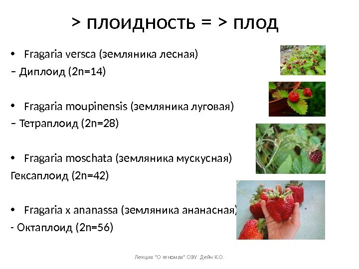  плоидность =  плод • Fragaria versca (земляника лесная) – Диплоид (2 n=14)
