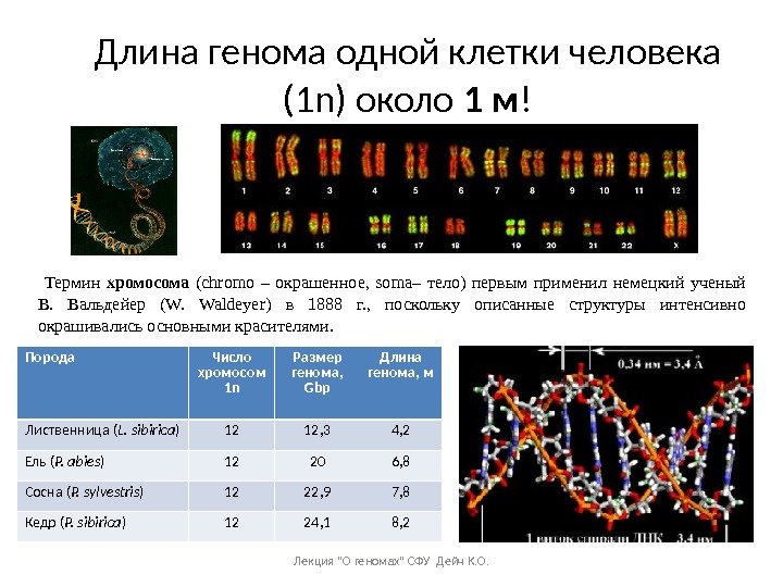 Длина генома одной клетки человека ( 1 n ) около 1 м ! 