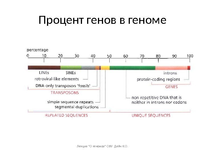 Процент генов в геноме Лекция О геномах СФУ Дейч К. О. 