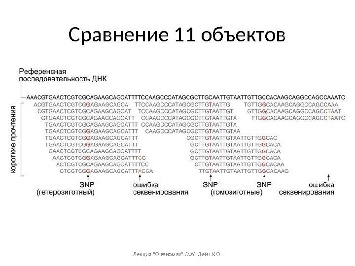 Сравнение 11 объектов Лекция О геномах СФУ Дейч К. О. 