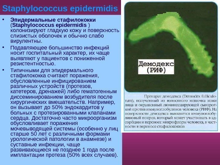   Staphylococcus epidermidis • Эпидермальные стафилококки  ( Staphylococcus epidermidis ) колонизируют гладкую