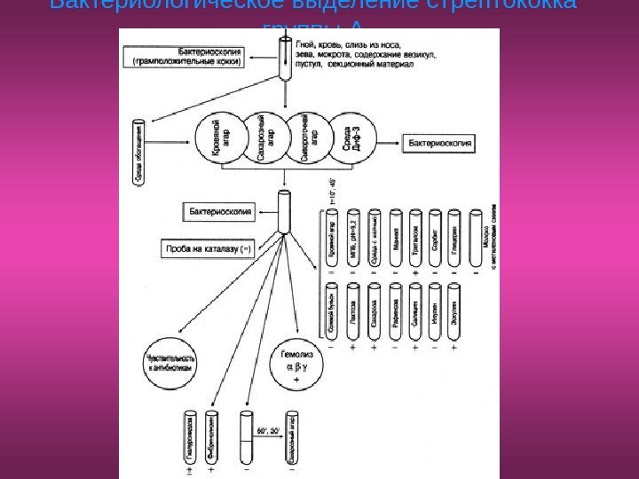   Бактериологическое выделение стрептококка группы А 