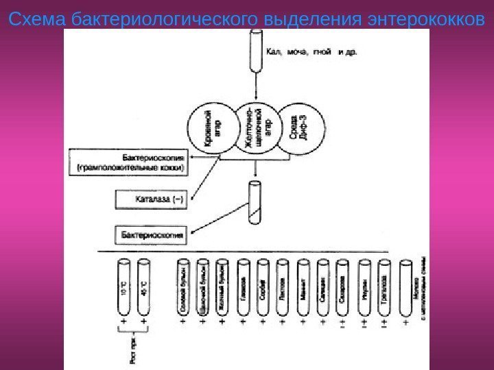   Схема бактериологического выделения энтерококков 