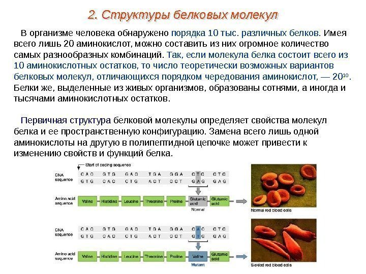 В организме человека обнаружено порядка 10 тыс. различных белков.  Имея всего лишь 20