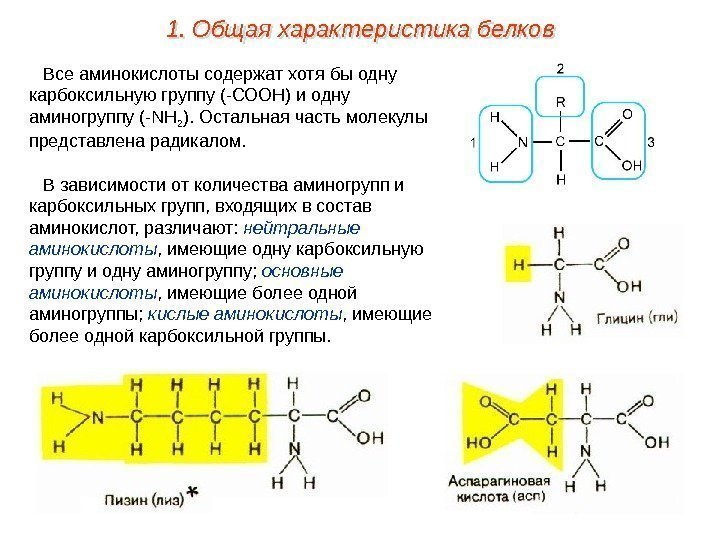 Все аминокислоты содержат хотя бы одну карбоксильную группу (-СООН) и одну аминогруппу (-NH 2