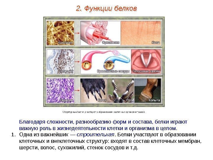 Благодаря сложности, разнообразию форм и состава, белки играют важную роль в жизнедеятельности клетки и