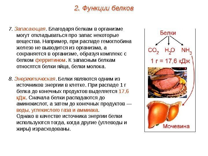 7.  Запасающая. Благодаря белкам в организме могут откладываться про запас некоторые вещества. Например,