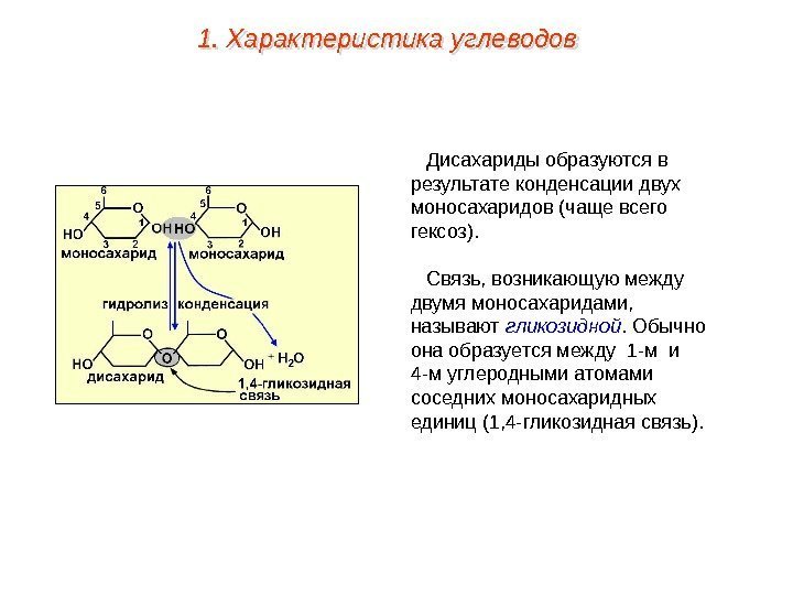 Дисахариды образуются в результате конденсации двух моносахаридов (чаще всего гексоз). Связь, возникающую между двумя