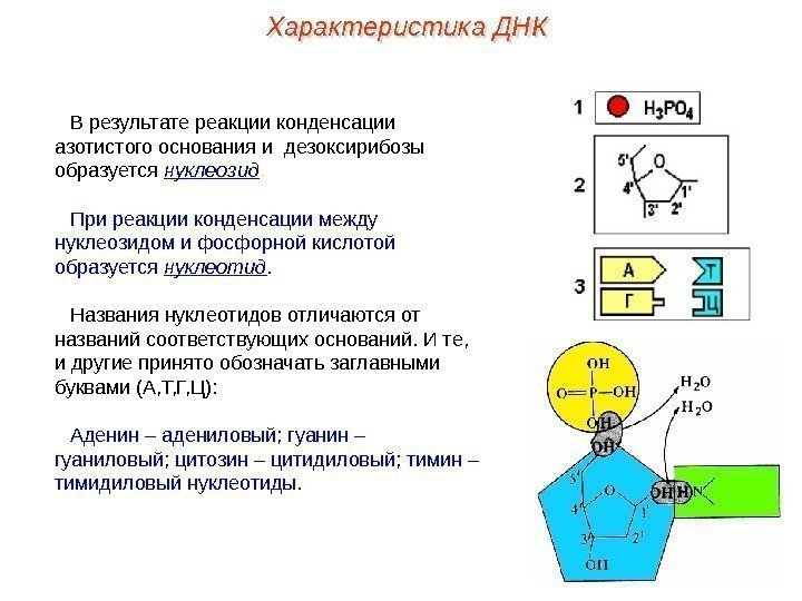 В результате реакции конденсации азотистого основания и дезоксирибозы образуется нуклеозид. При реакции конденсации между