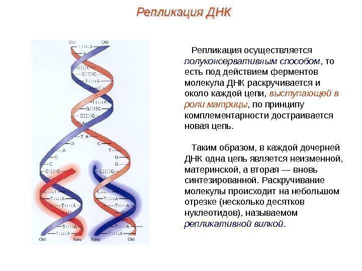 Репликация осуществляется полуконсервативным способом , то есть под действием ферментов молекула ДНК раскручивается и