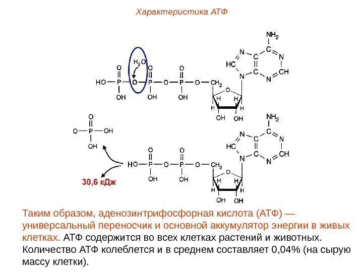 Характеристика АТФ Таким образом, аденозинтрифосфорная кислота (АТФ) — универсальный переносчик и основной аккумулятор энергии